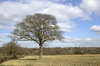 English countryside
