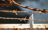 rusty razor wire4