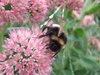Bumblebee on Pink Flowers