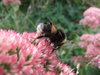 Bumblebee on Pink Flowers