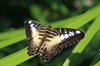 Butterfly gardin