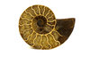 Ammonite Fossil