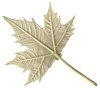 the back side of  a maple leaf
