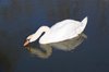 Swan drinking