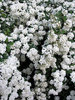 Flowers on the trees