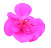 Pink flower
