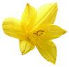Yellow flower