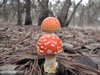 Magic 'Shrooms
