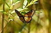 Hovering Monarch