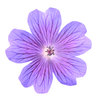A flower