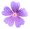 A flower