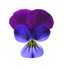 Pansy