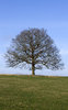 Oak tree in early spring