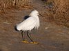 Baby Egret