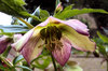 Purple Hellebores