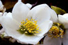 White Hellebores