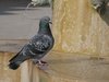 pigeon