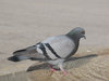 pigeon