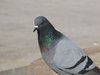 pigeon