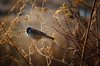 House Sparrow