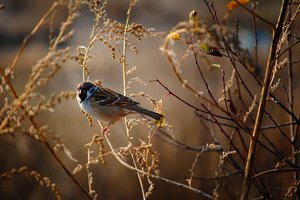 House Sparrow
