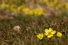 Winter aconite