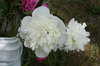 Bucket 'o Peony With Bee