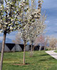 Dogwoods in Spring