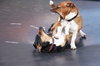Dogs Play Fighting