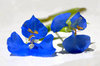 Tiny Blue Flower