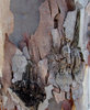peeling bark textures6