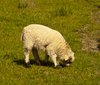 Hungry Lamb