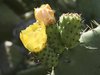 Cactus flowers