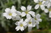 white flowers