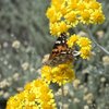 Butterfly feeding