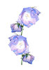 Harebells on white