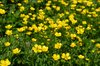 Buttercup