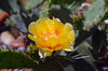 Cactus Flower