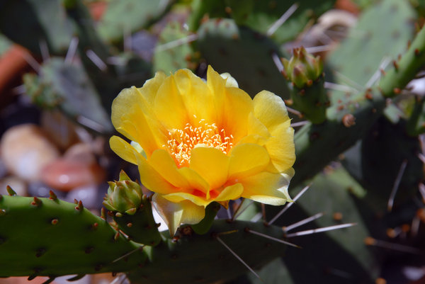 Cactus Flower: A prickley pear cactus flower.