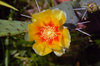 Cactus Flower
