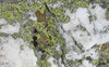 Lichen on Rock