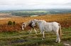 Welsh ponies