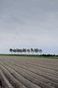 Dutch landscape