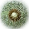 Blowball