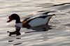 Shelduck