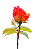 Sun Red Rose