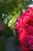 Rhododendron hedge