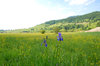 blue iris in the wetland