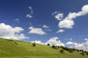 Summer landscape