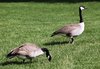 Canadian Goose 1